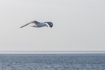 Fototapeta na wymiar Flying in the seagull sky