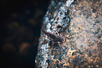 camouflaged grasshopper Scenic Quebec