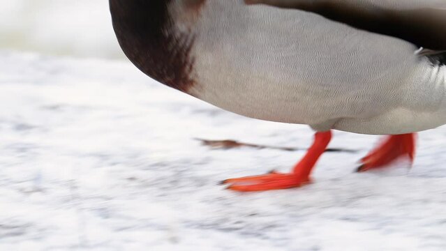 Red duck feet close up. Wild bird stands in snow. Slow motion.