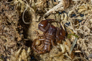 Euscorpius aquilejensis
