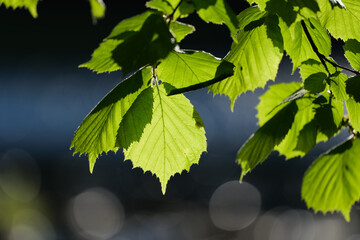Green Leaves on Tree Branches and Blue River in the Background
