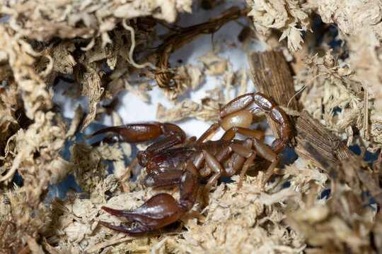 Euscorpius aquilejensis