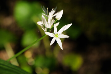 White Star Shaped Flower Blooming in Spring Near a Pristine River in a Forest Valley in Europe