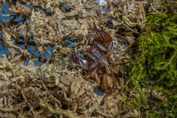 Euscorpius aquilejensis