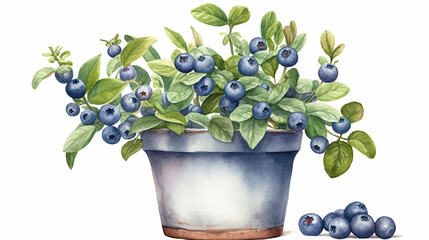 Blueberry Bush in a Pot, Watercolor Painting