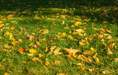 Obraz premium Yellow and orange Autumn leaves on ground in beautiful fall park. Fallen golden autumn leaves on green grass in sunny light yard. Autumn landscape background