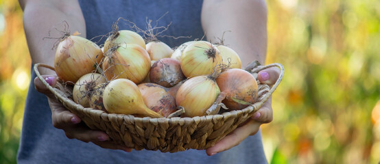 The farmer holds a basket with onions in his hands.