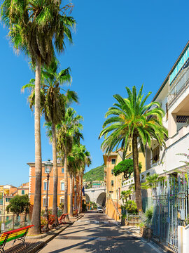 Road with palm trees