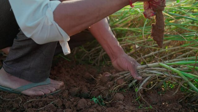 An Indian Asian male farmer uses a traditional method to dig the soil and uproot or harvest fresh onion bulbs or plants on a farm or agricultural field in the countryside. Agriculture, farming concept
