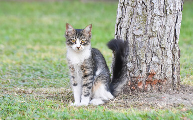 Naklejka na ściany i meble Young beautiful cat standing under a tree