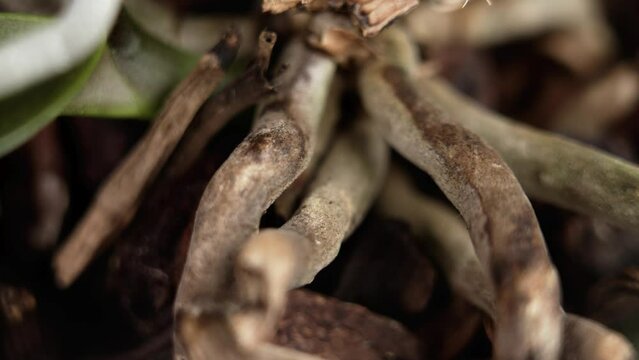 Roots of a home potted orchid plant close up. Abstract view. Ecology concept