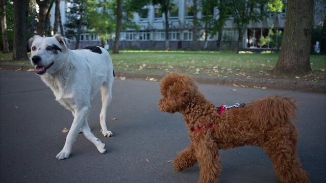 Stray dog interacting with a red poddle dog in the street in Chisinau, Moldova