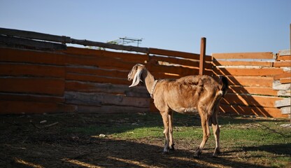 goat and calf