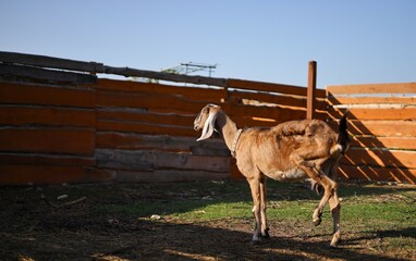 Nubian goats in a pen on a farm