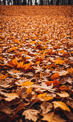 autumn leaves background
