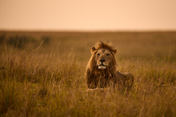 Male lion lying in the grass