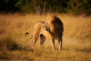 Beautiful lion walking free in the african savanna.