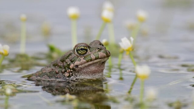 Male Green toad Bufotes viridis calling females. Close up. Sounds of nature.