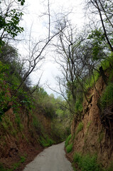 mountain road in the forest