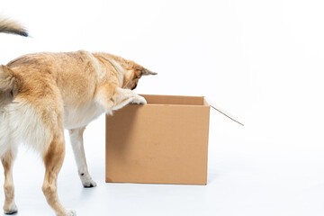 Cachorro caramelo com caixa de papelão em fundo branco