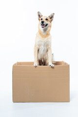 Cachorro caramelo com caixa de papelão em fundo branco