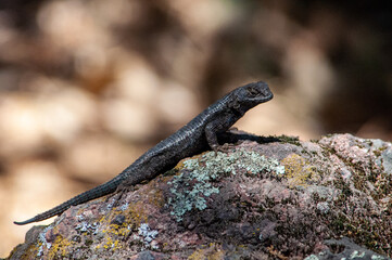 Lizard resting on rock 
