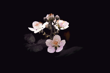 California Blackberry Blossoms