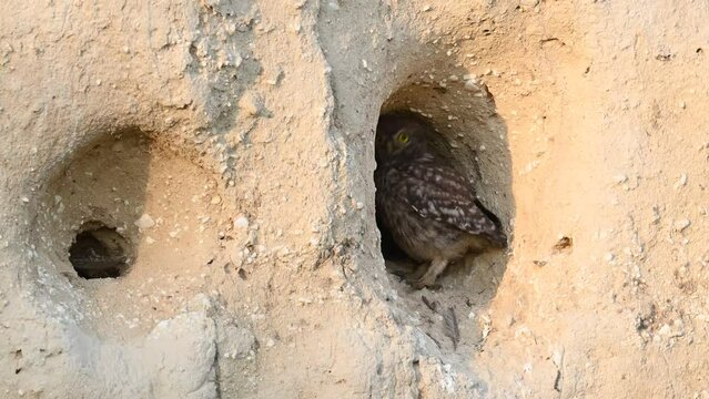 Little owl in natural habitat Athene noctua. The bird hides and looks out of the hole. Close up.