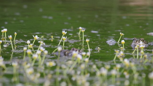 Green toad Bufotes viridis in the wild. Close up.