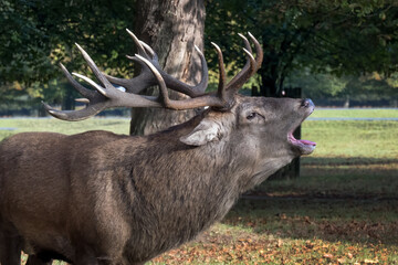 Stag roaring in the park