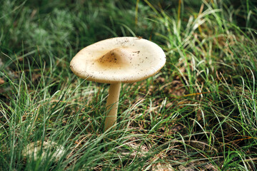 Mushroom in forest background of grass. - obrazy, fototapety, plakaty