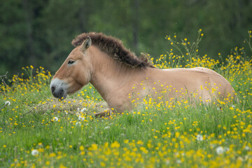 Portrait of a Przewalski horse sitting on a beautiful meadow in the Bavarian Forest National Park