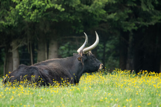 An auroch cow sitting on a green pasture in the Bavarian Forest National Park, Germany.