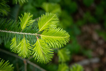 A fir (Abies alba) branch with young shoots at the beginning of May.