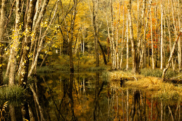 Fall trees 