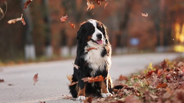 Big beautiful Bernese Mountain dog sit in autumn foliage along the road in an alley with yellow foliage and trees. Leaf funny and cute fall on dog. Beautiful autumn trees on the background. Village