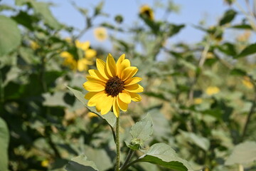 Wild Sunflowers 