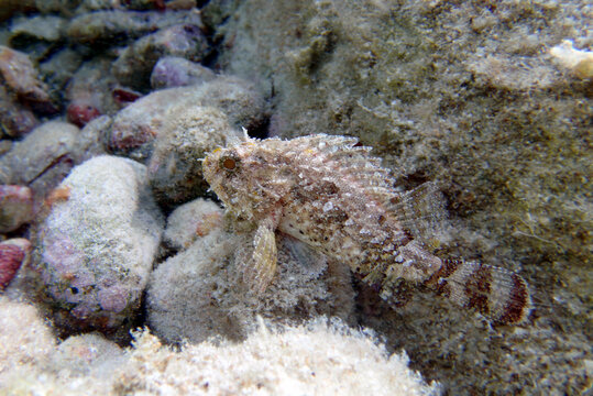 Black Scorpionfish - (Scorpaena Porcus), Undersea photography
