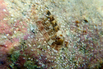 Chiton, a marine polyplacophoran mollusk in the family Chitonidae