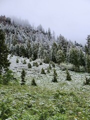Snowy forest, Sawtooth National Forest, Idaho