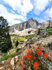 Indian paintbrush in front of a mountain peak, Sawtooth National Forest, Idaho