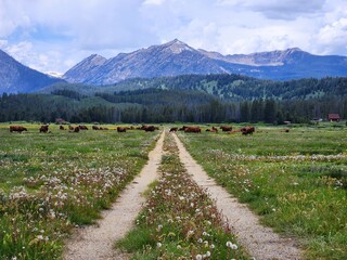 Cows grazing on a field near Stanley, Idaho