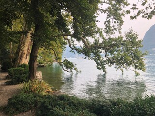 Beautiful landscape fabulous spreading tree with branches touching the water on shore of lake with mountains in Lugano, Switzerland