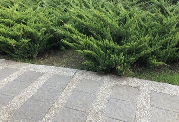 Creeping horizontal shrub plants planted in a row along sidewalk in summer garden park. Landscaping