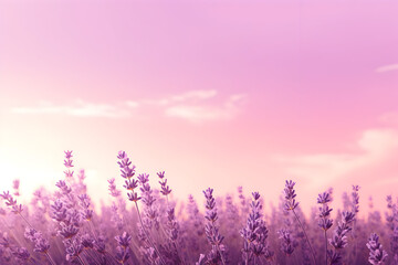 Lavender field at sunset, A field of blooming lavender , calming and aromatic purple gradient.