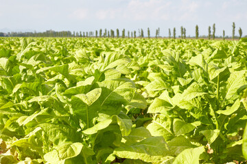 Fototapeta na wymiar Field of tobacco