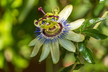 Blaue Passionsblume