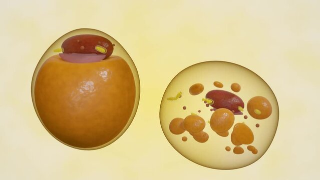 Adipocytes, also known as lipocytes and fat cells. Isolated white adipose cells and brown cells 3d rendering