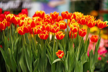 Red and orange tulips in brown wooden pot