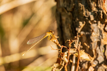 Close up shot of Damselfly in Martin Nature Park